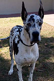 Armani GreatDane - 