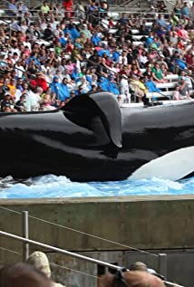 Tilikum - 
